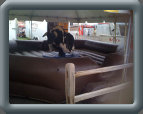 getbucked004003.jpg